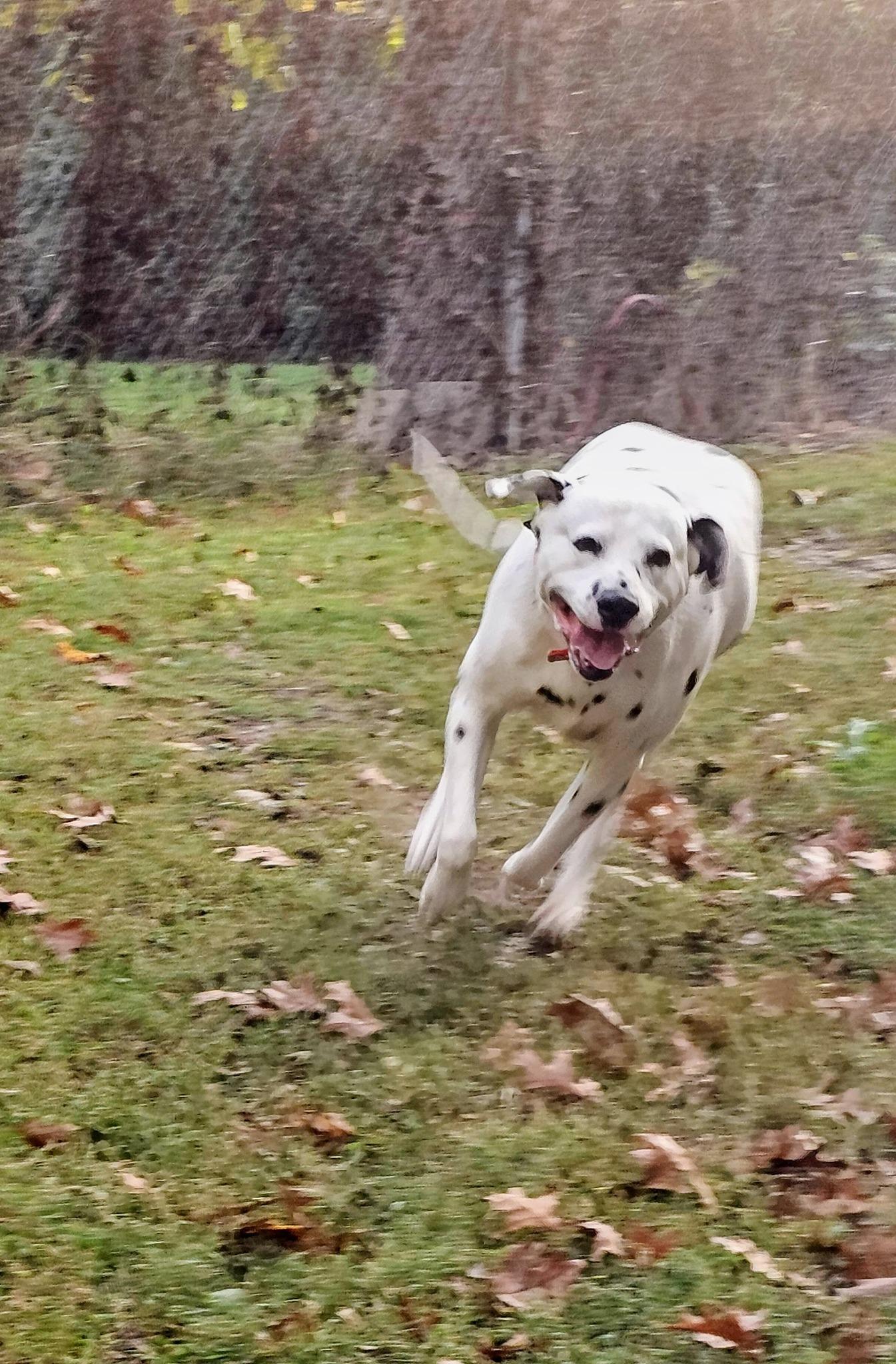 Enlarge Gotham: Adoption pending!, a Adoptable Dalmatian in Fort Leavenworth, KS image 5/5