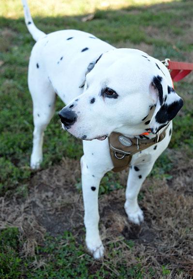 Enlarge Gotham: Adoption pending!, a Adoptable Dalmatian in Fort Leavenworth, KS image 2/5