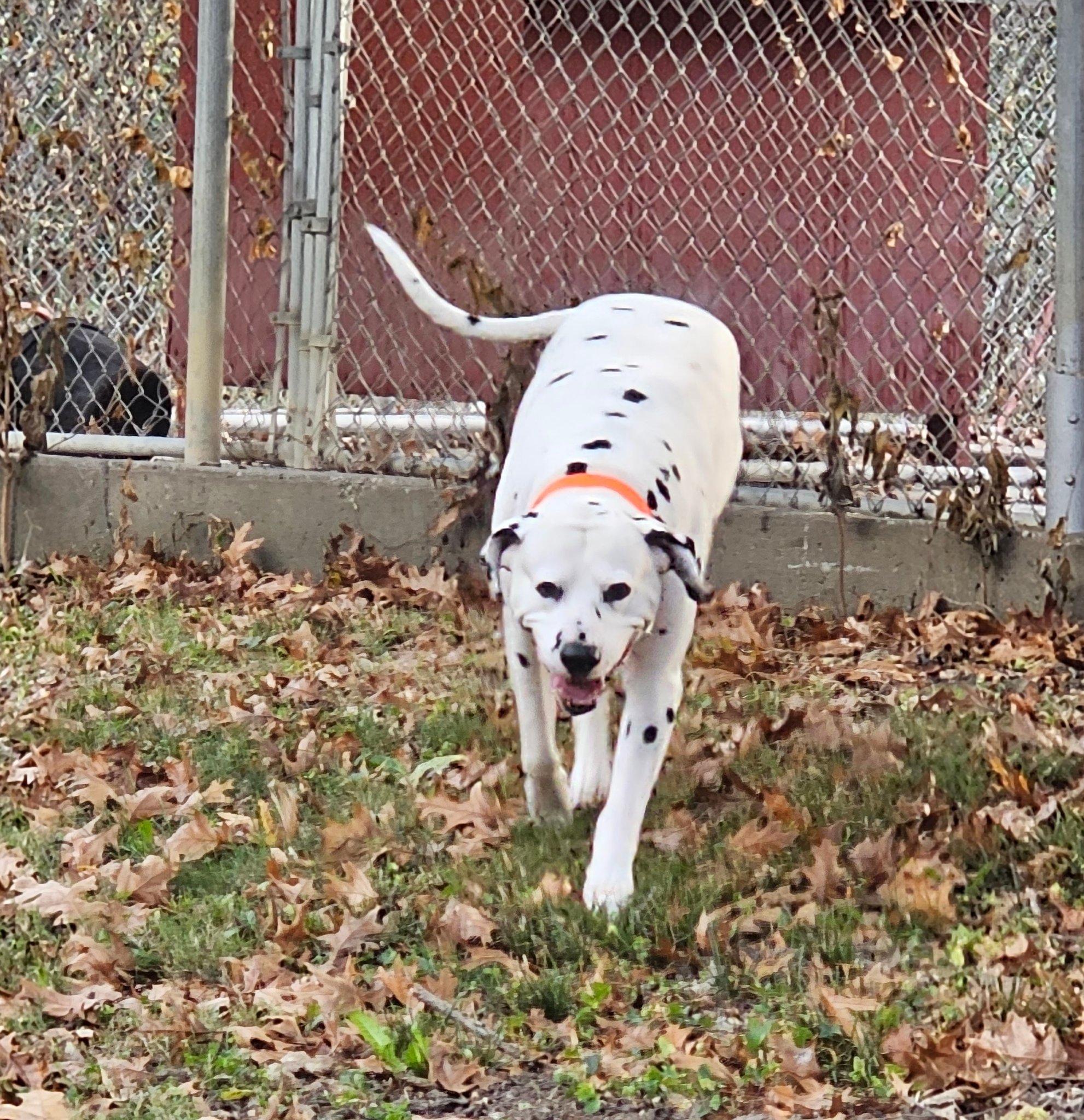 Enlarge Gotham: Adoption pending!, a Adoptable Dalmatian in Fort Leavenworth, KS image 4/5