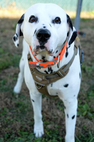 Enlarge Gotham: Adoption pending!, a Adoptable Dalmatian in Fort Leavenworth, KS image 3/5