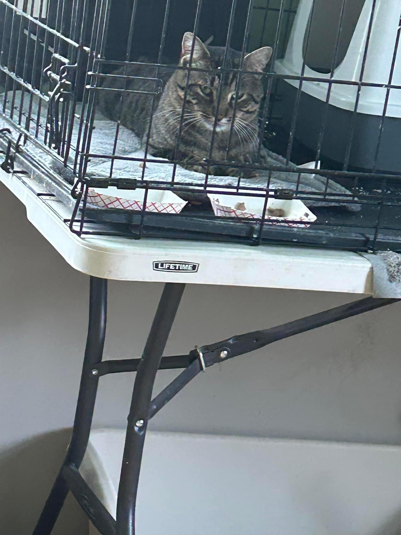 Buster Brown thumbnail 2