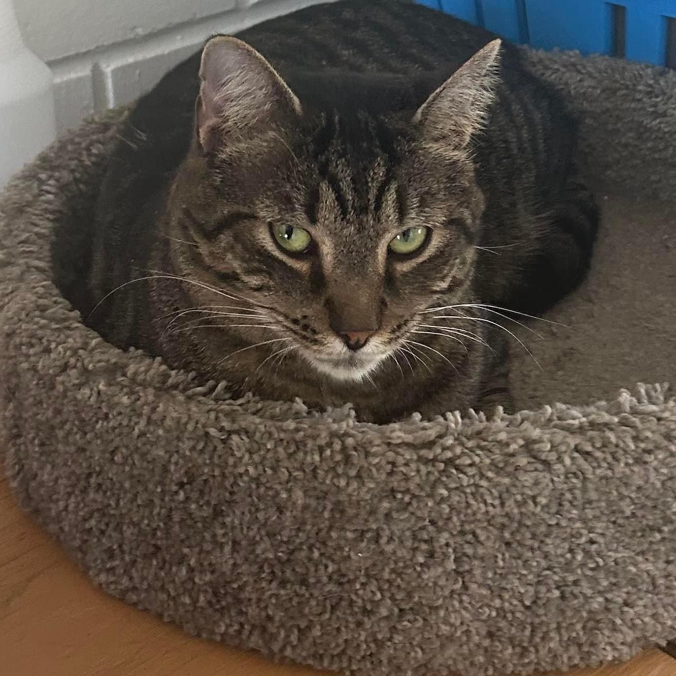 Buster Brown thumbnail 3