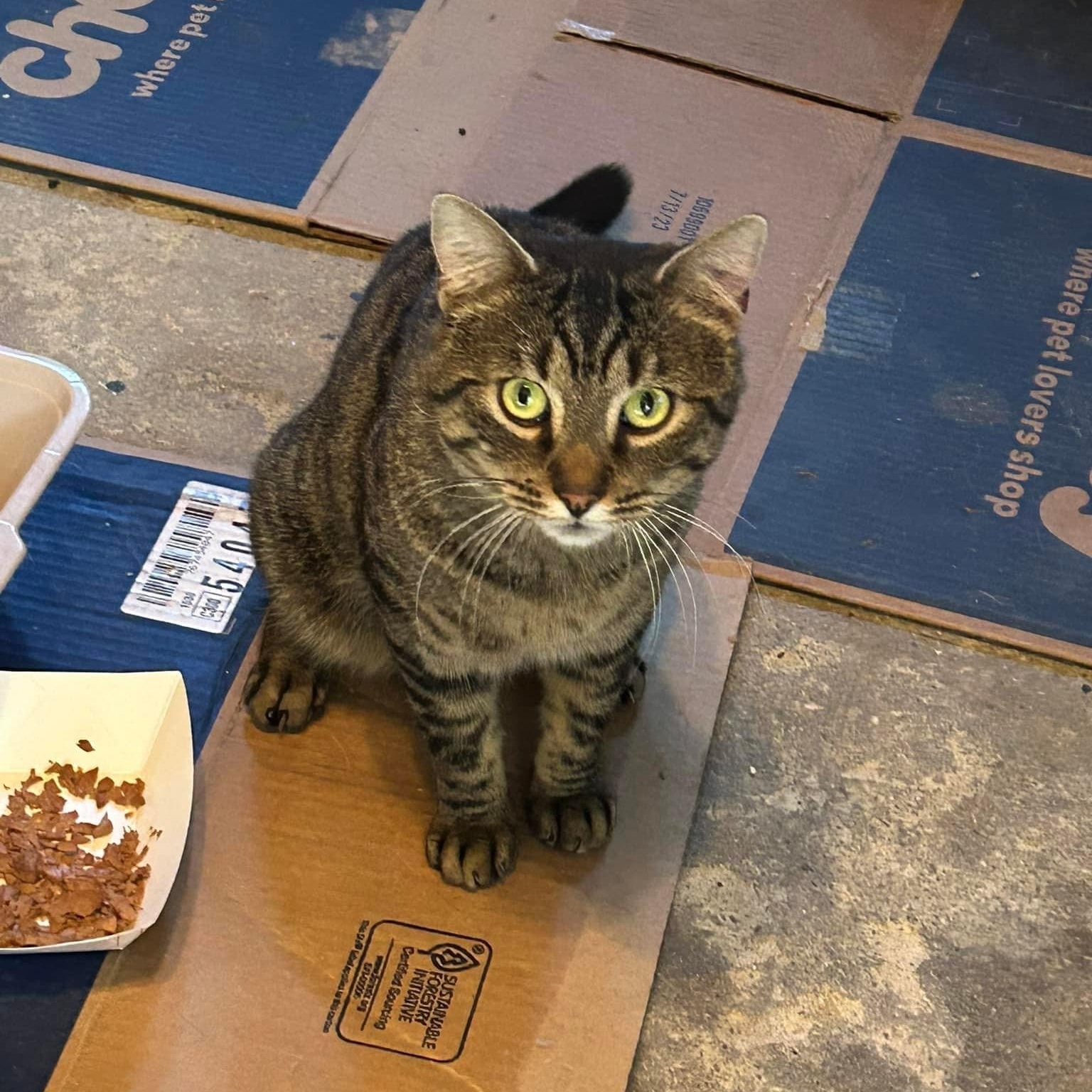 Buster Brown, Adoptable, Adult Male Tabby & Domestic Short Hair.