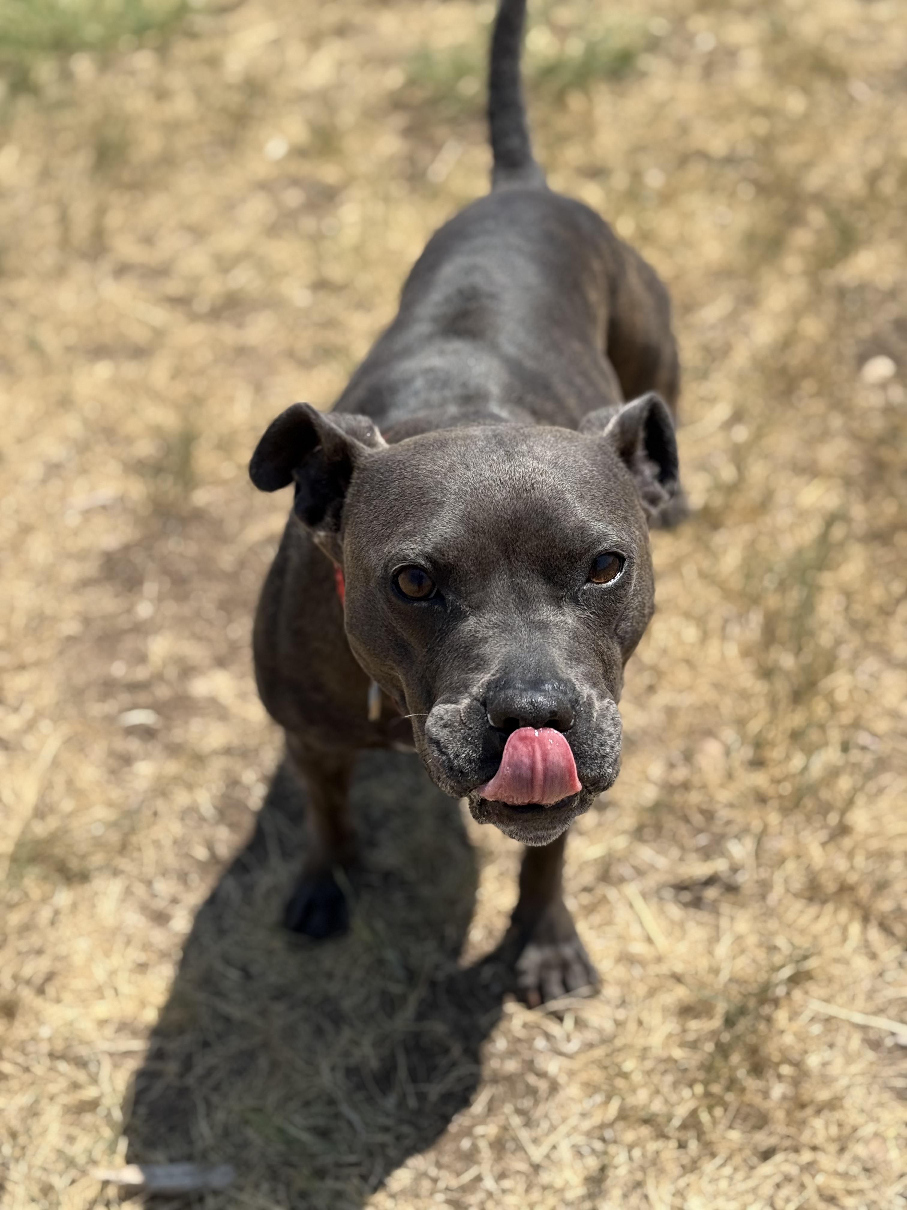 Luna, adoptable, Adult Female Staffordshire Bull Terrier & Mixed Breed.