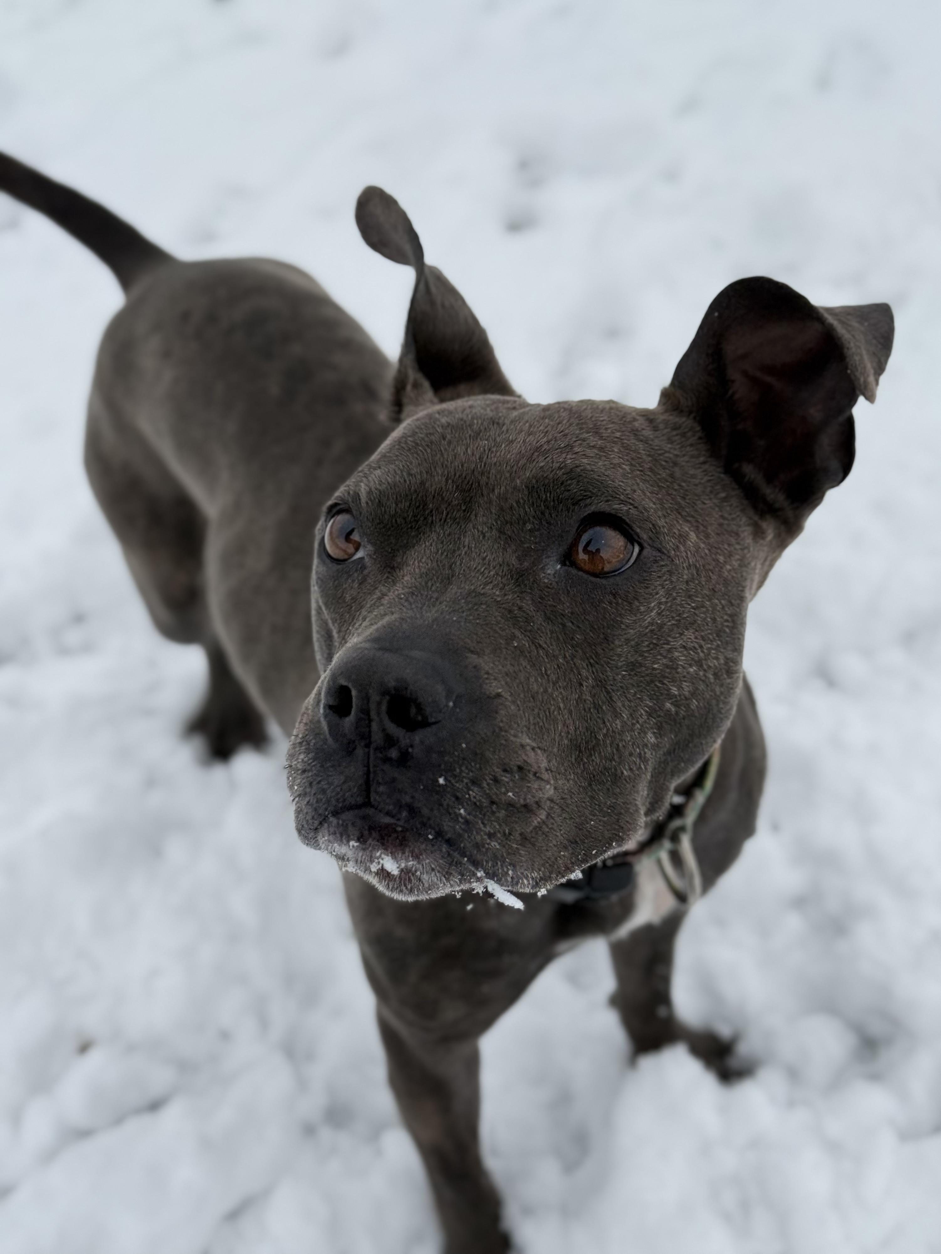 Enlarge Luna, an adoptable mixed breed in Eagle, CO image 3/6