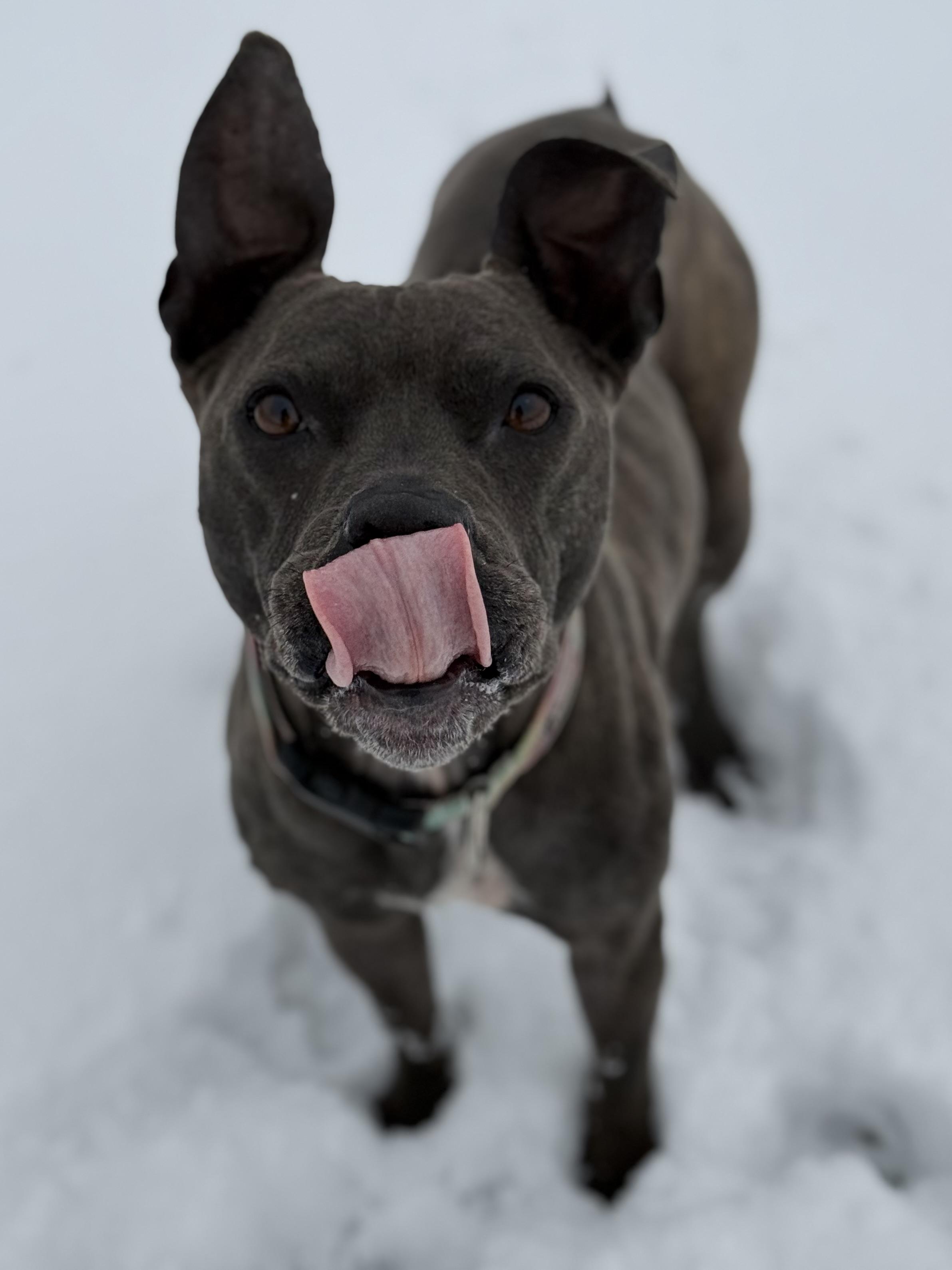 Enlarge Luna, an adoptable mixed breed in Eagle, CO image 2/6
