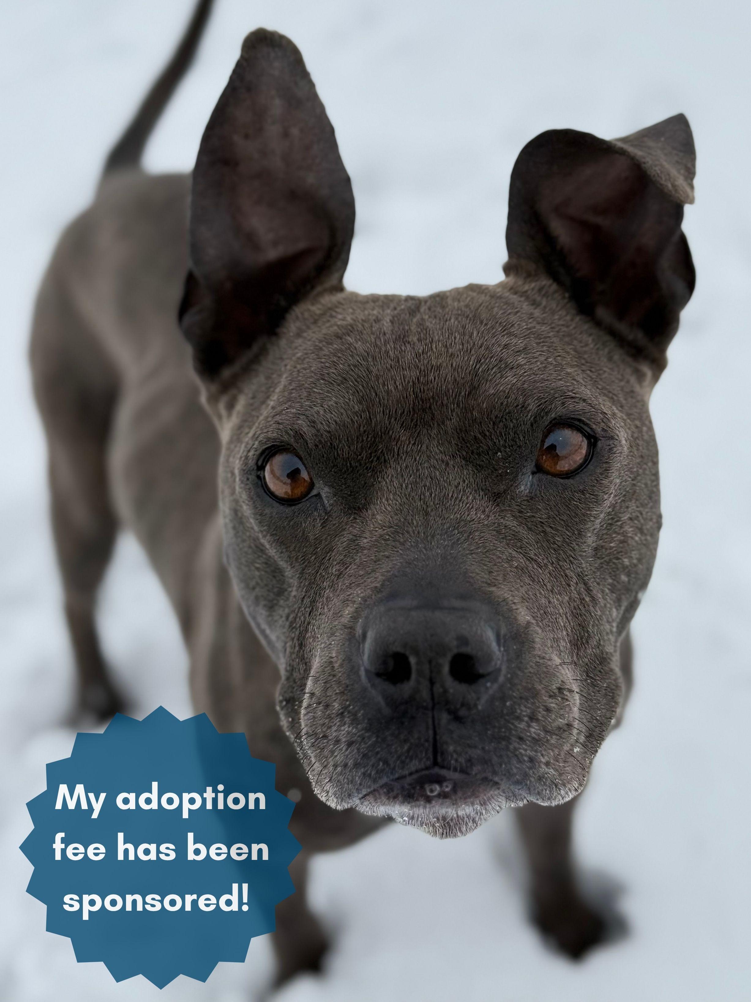 Enlarge Luna, an adoptable mixed breed in Eagle, CO image 1/6