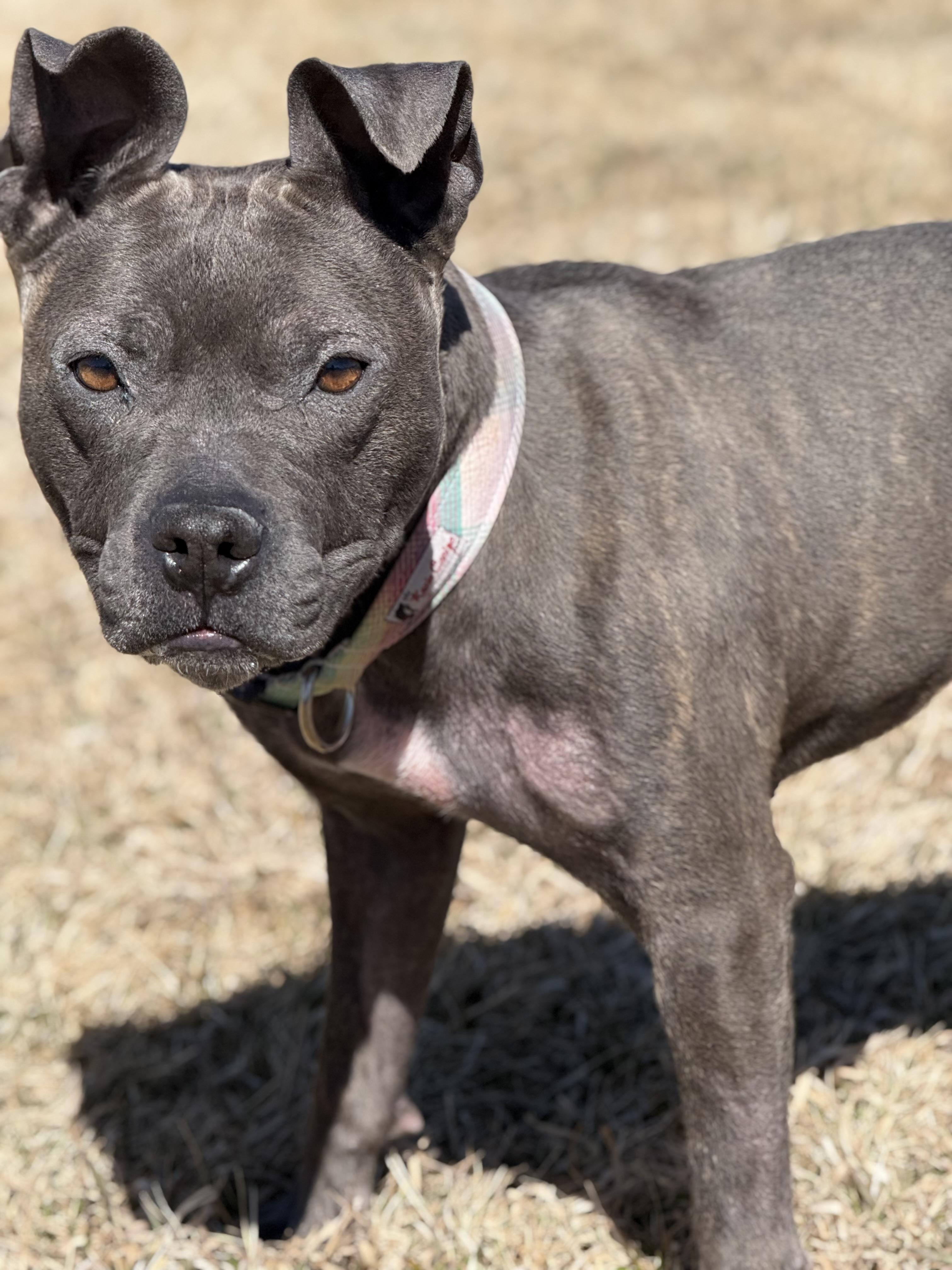 Enlarge Luna, an adoptable mixed breed in Eagle, CO image 6/6