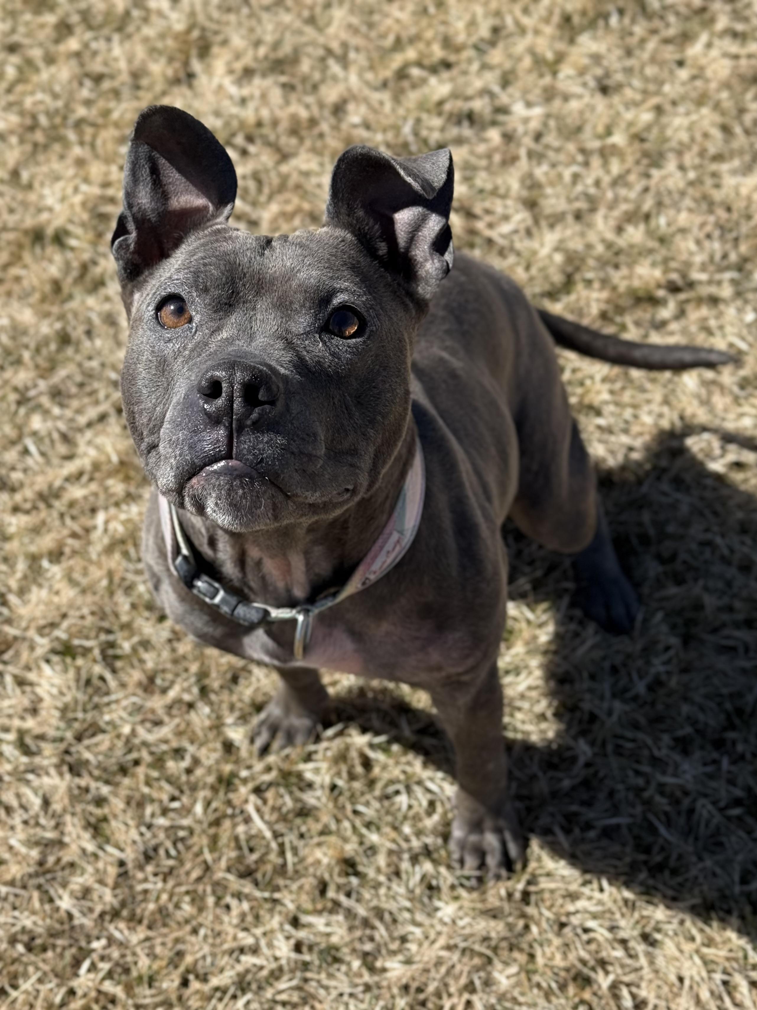 Enlarge Luna, an adoptable mixed breed in Eagle, CO image 5/6