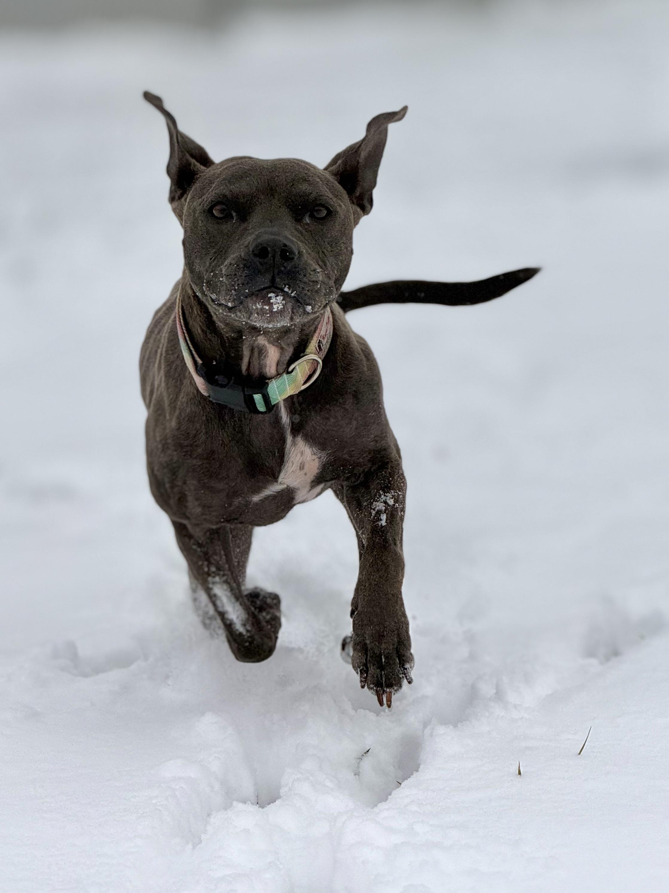 Enlarge Luna, an adoptable mixed breed in Eagle, CO image 4/6