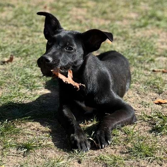 Fred, an adoptable Black Labrador Retriever in Farmingdale, ME, 04344 | Photo Image 4