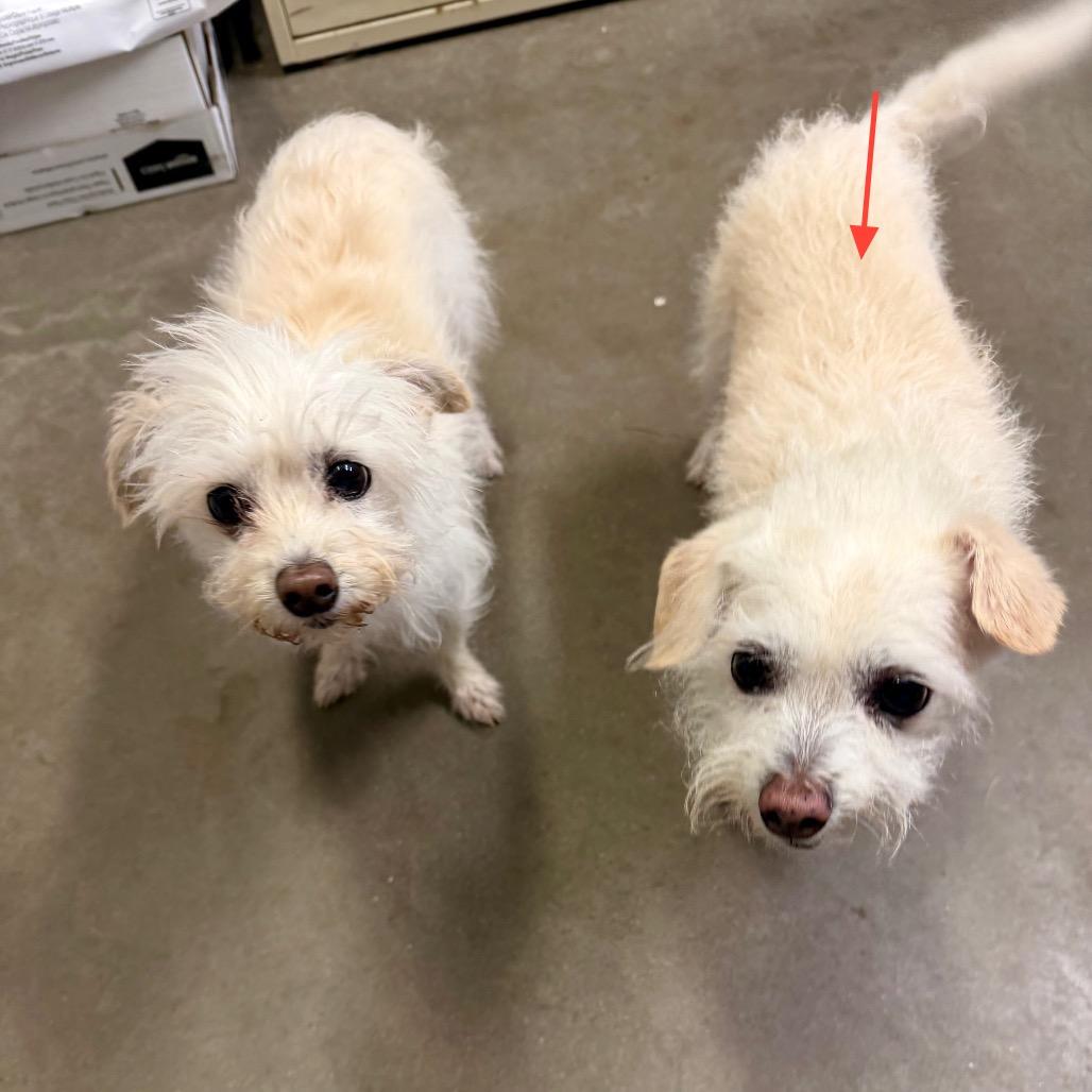 Jack (Bonded with Gizmo), Adoptable, Senior Male Maltese & Chihuahua.