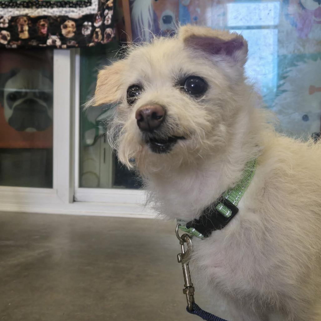 Jack (Bonded with Gizmo), a Adoptable mixed breed in Park Falls, WI image 2/3