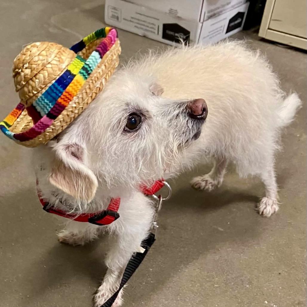 Jack (Bonded with Gizmo), a Adoptable mixed breed in Park Falls, WI image 3/3