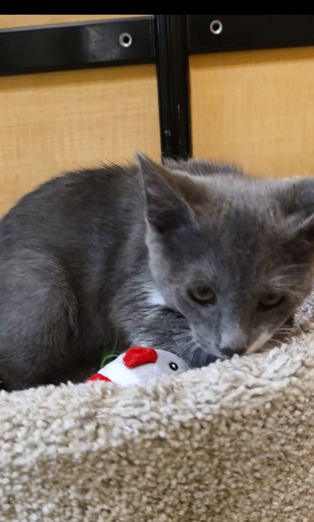 Bert, Adoptable, Kitten Male Domestic Short Hair.