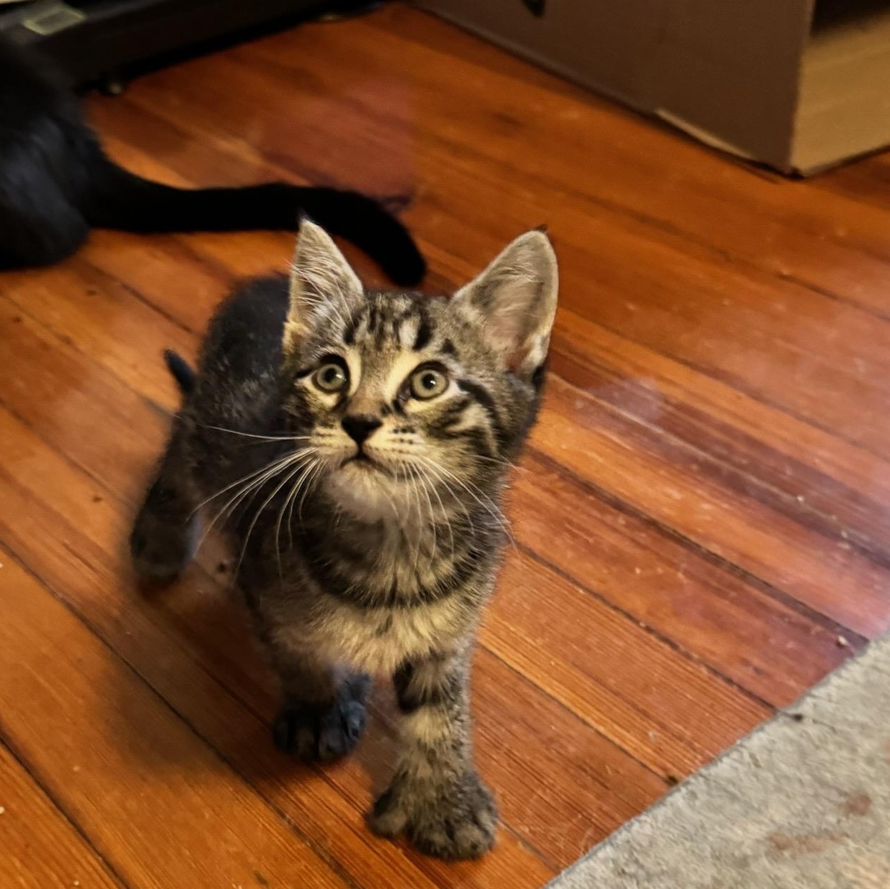 Enlarge Ravioli, a ADOPTABLE Domestic Short Hair in Newark, NJ image 3/3