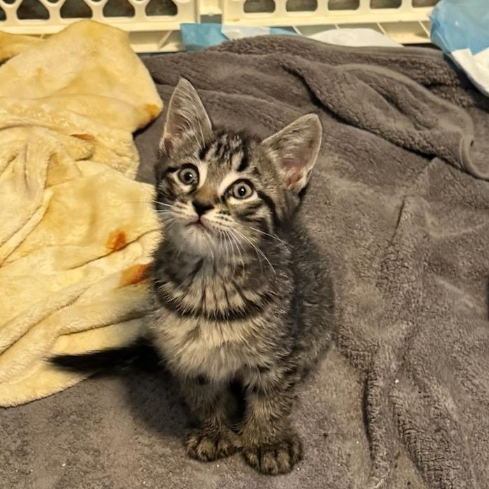 Ravioli, ADOPTABLE, Kitten Male Domestic Short Hair.