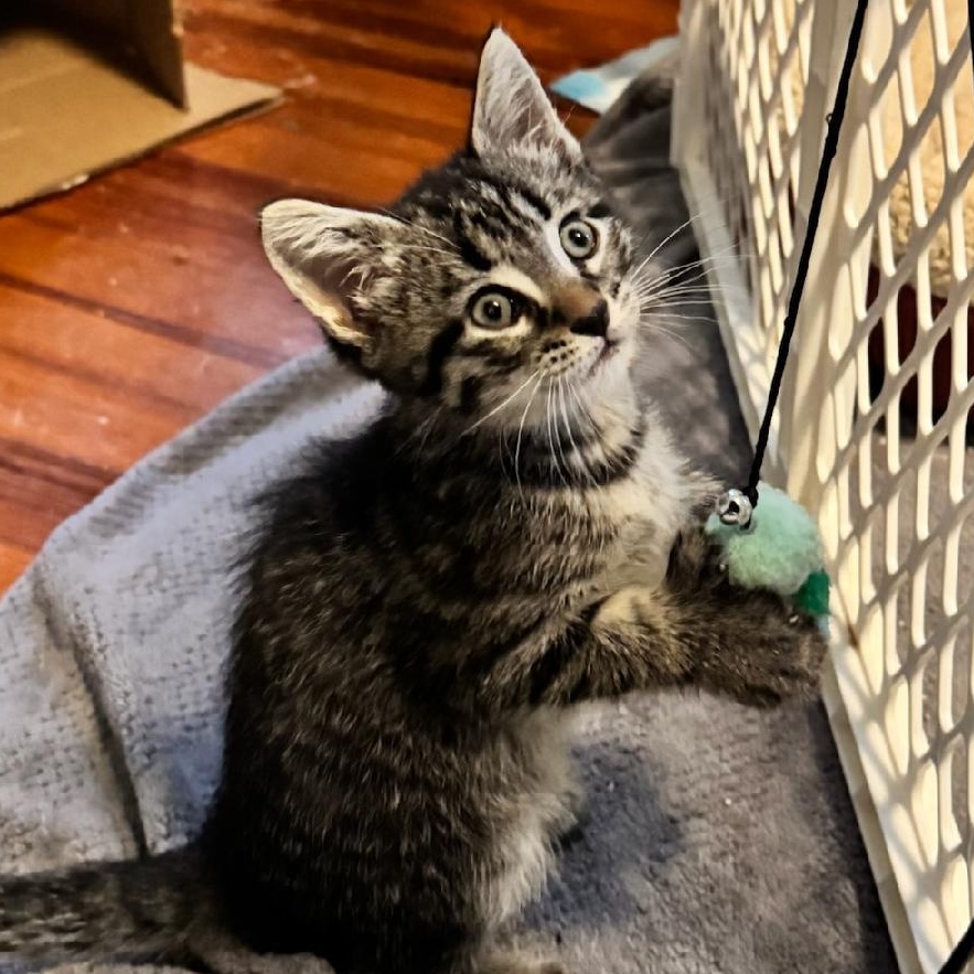 Enlarge Ravioli, a ADOPTABLE Domestic Short Hair in Newark, NJ image 2/3