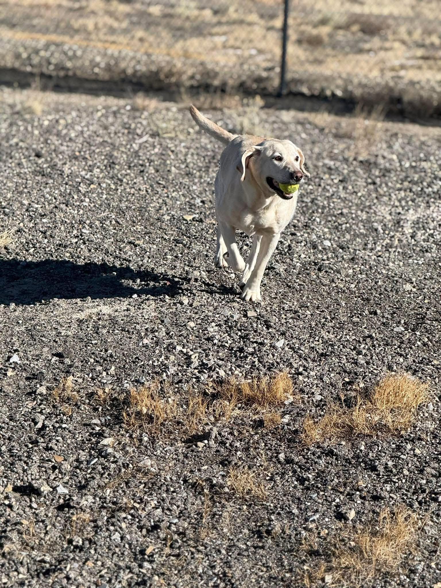 Enlarge Mollie, an adoptable Yellow Labrador Retriever in Rawlins, WY image 5/5