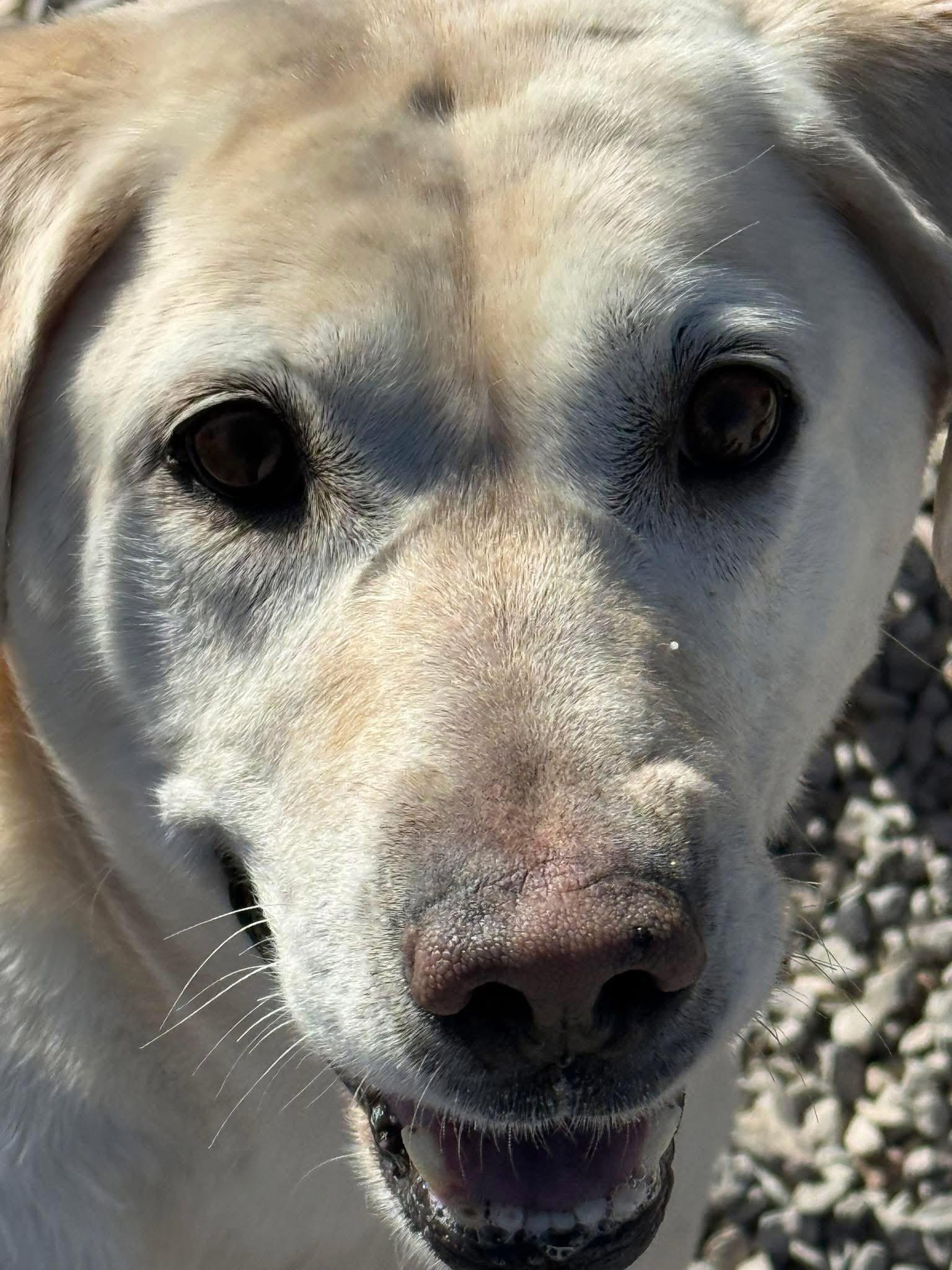 Enlarge Mollie, an adoptable Yellow Labrador Retriever in Rawlins, WY image 2/5