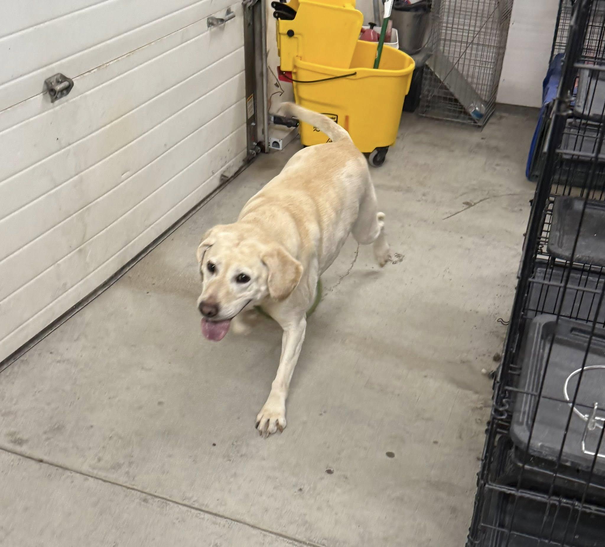 Enlarge Mollie, a Adoptable Yellow Labrador Retriever in Rawlins, WY image 1/5