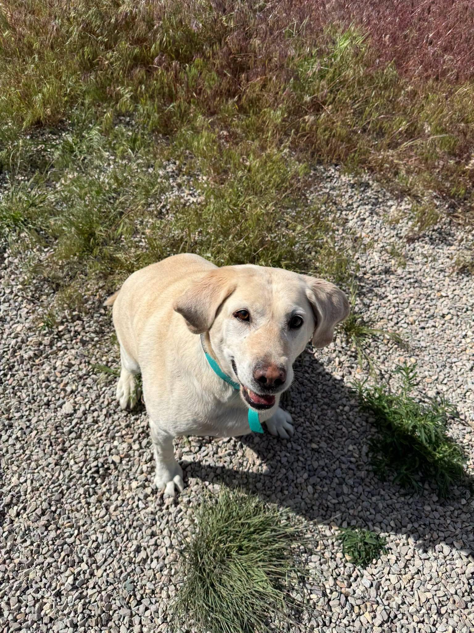 Enlarge Mollie, an adoptable Yellow Labrador Retriever in Rawlins, WY image 4/5