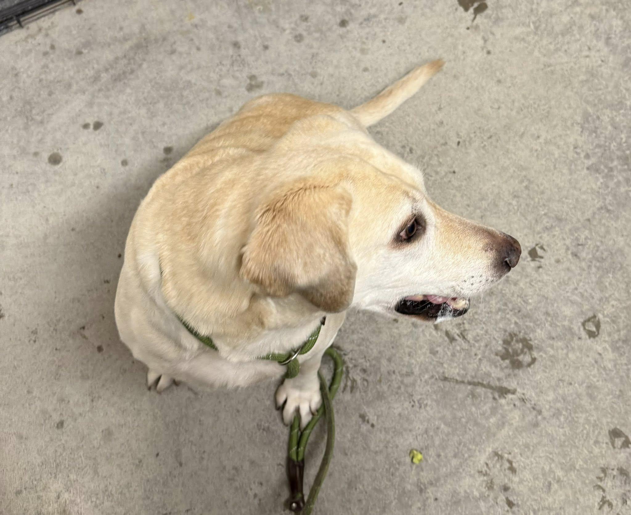 Enlarge Mollie, a Adoptable Yellow Labrador Retriever in Rawlins, WY image 2/5