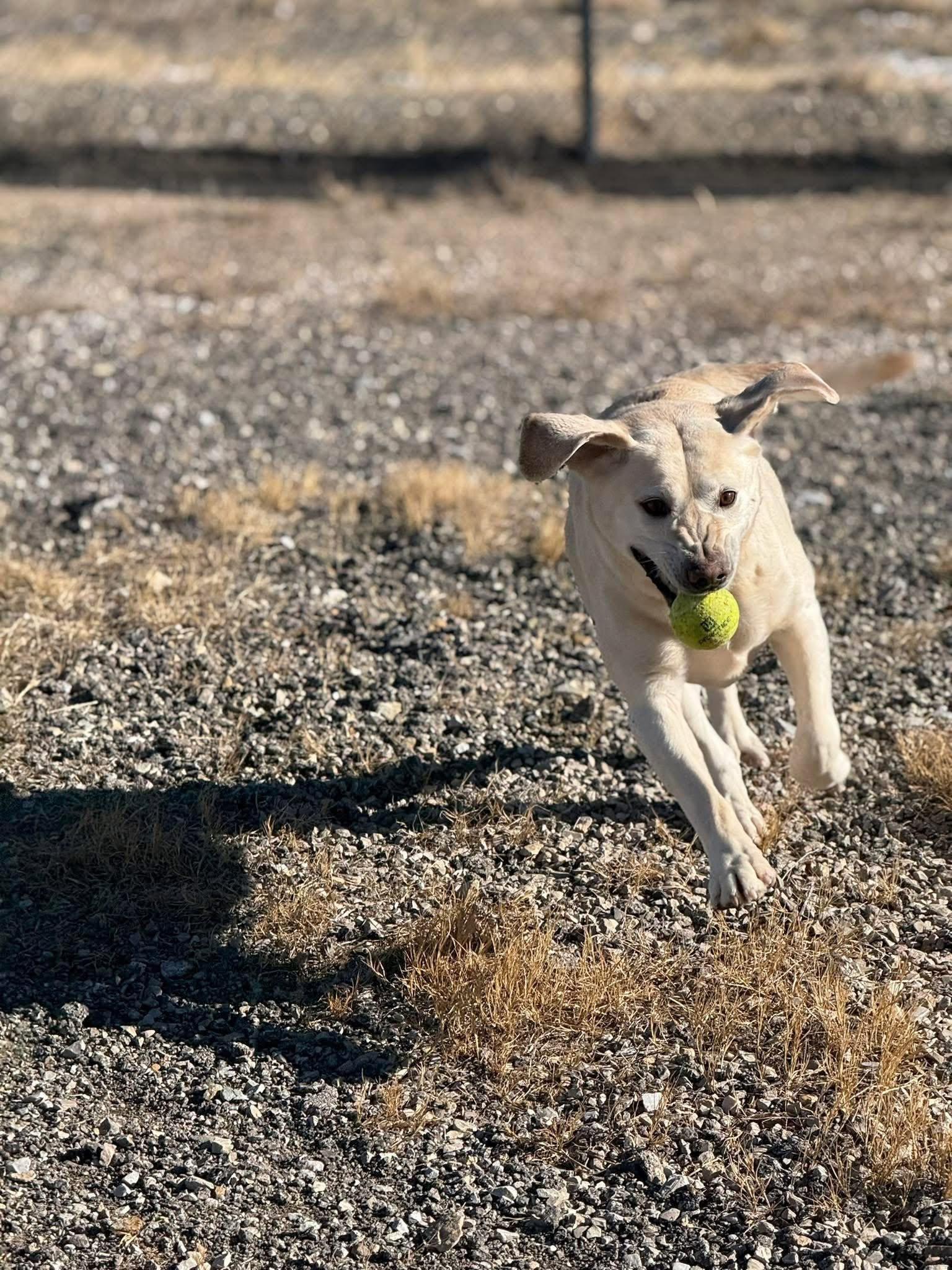 Enlarge Mollie, an adoptable Yellow Labrador Retriever in Rawlins, WY image 3/5
