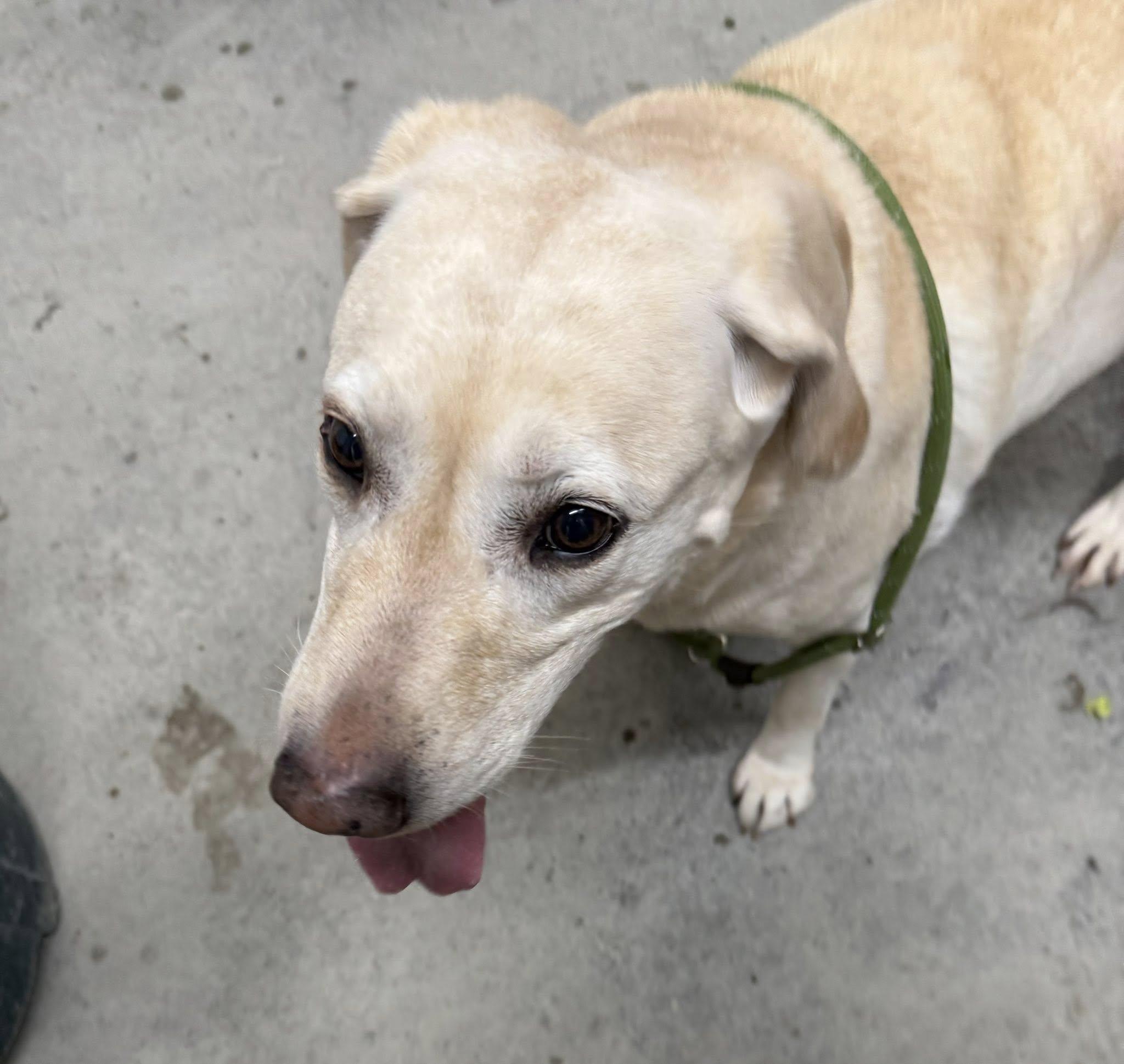 Enlarge Mollie, a Adoptable Yellow Labrador Retriever in Rawlins, WY image 3/5