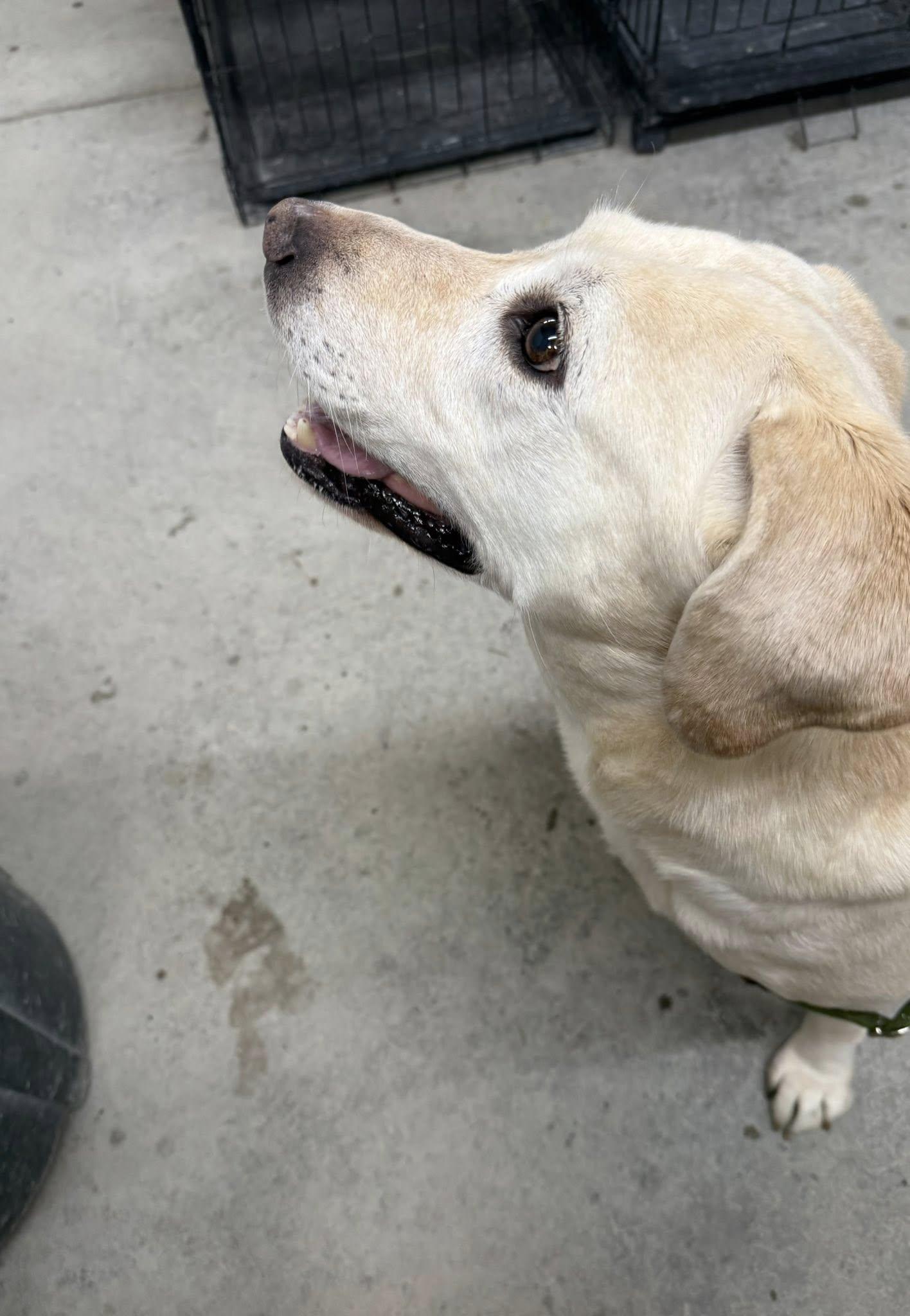Enlarge Mollie, a Adoptable Yellow Labrador Retriever in Rawlins, WY image 4/5