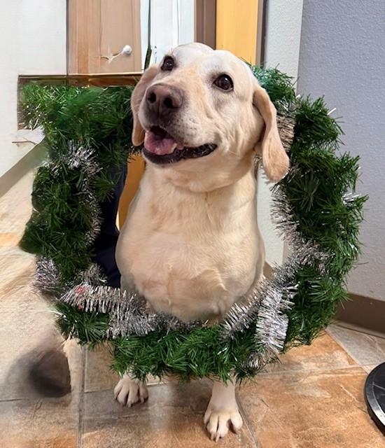 Mollie, adoptable, Senior Female Yellow Labrador Retriever.