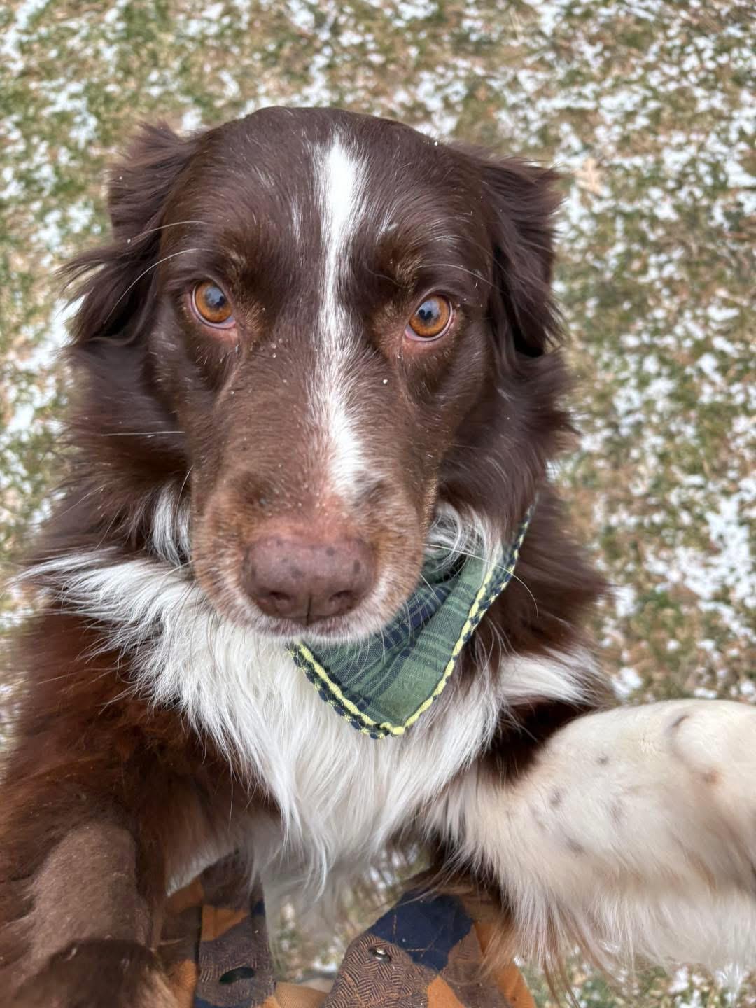 May , a ADOPTABLE Australian Shepherd in Grand Haven, MI image 4/5
