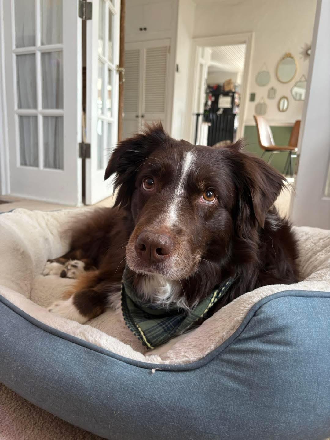 May , a ADOPTABLE Australian Shepherd in Grand Haven, MI image 2/5