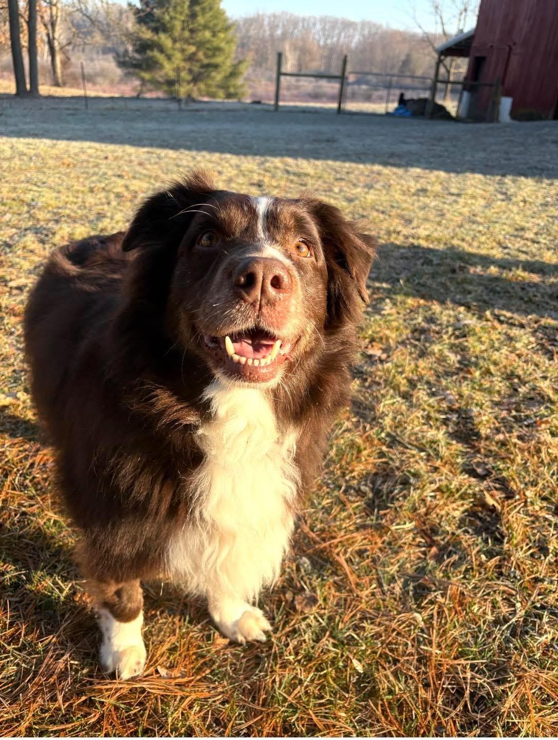 May , a ADOPTABLE Australian Shepherd in Grand Haven, MI image 1/5