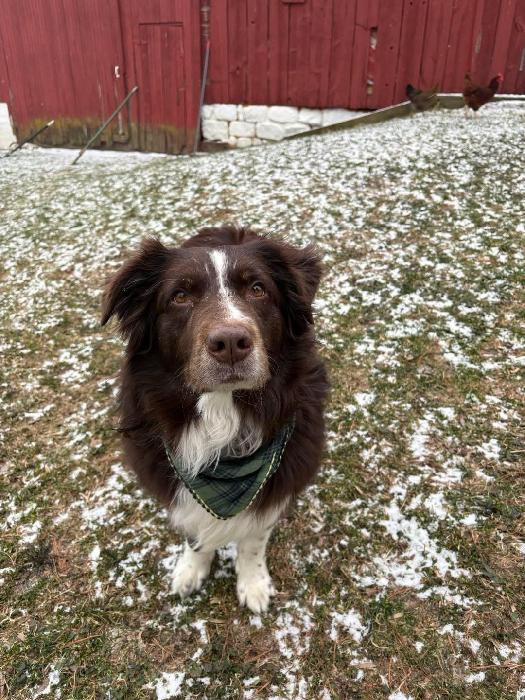 May , a ADOPTABLE Australian Shepherd in Grand Haven, MI image 3/5