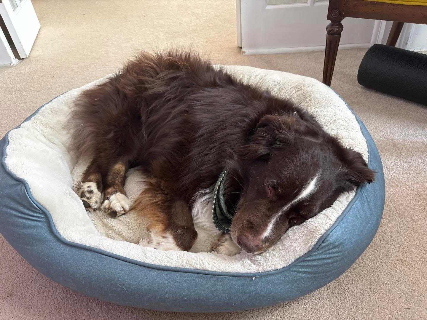 May , a ADOPTABLE Australian Shepherd in Grand Haven, MI image 5/5
