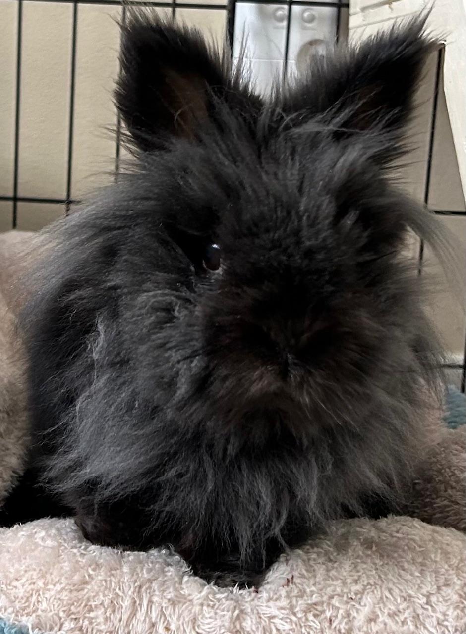 Enlarge Ozzie, a Adoptable Lionhead in Edina, MN image 2/3