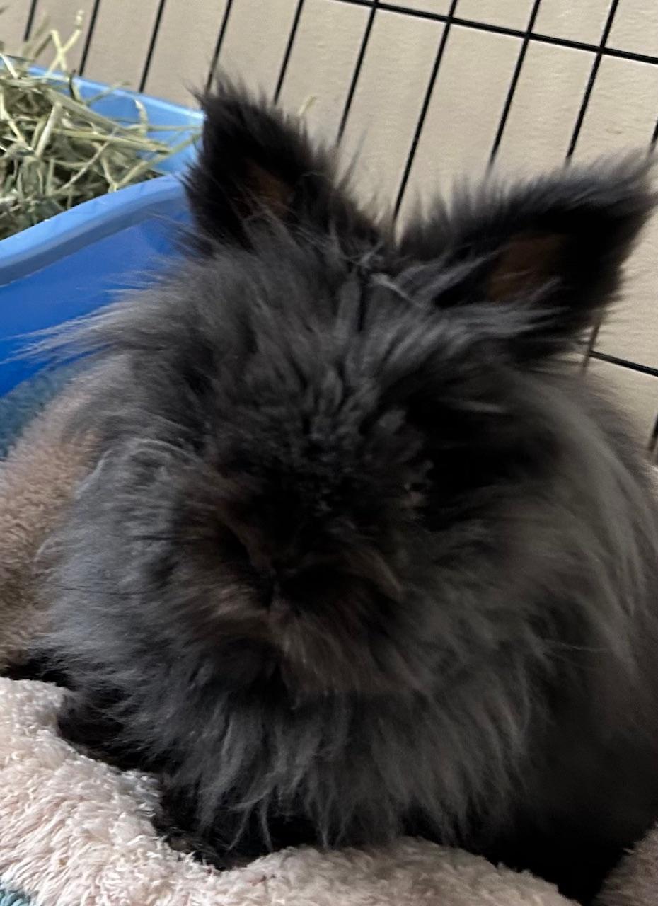 Enlarge Ozzie, a Adoptable Lionhead in Edina, MN image 3/3