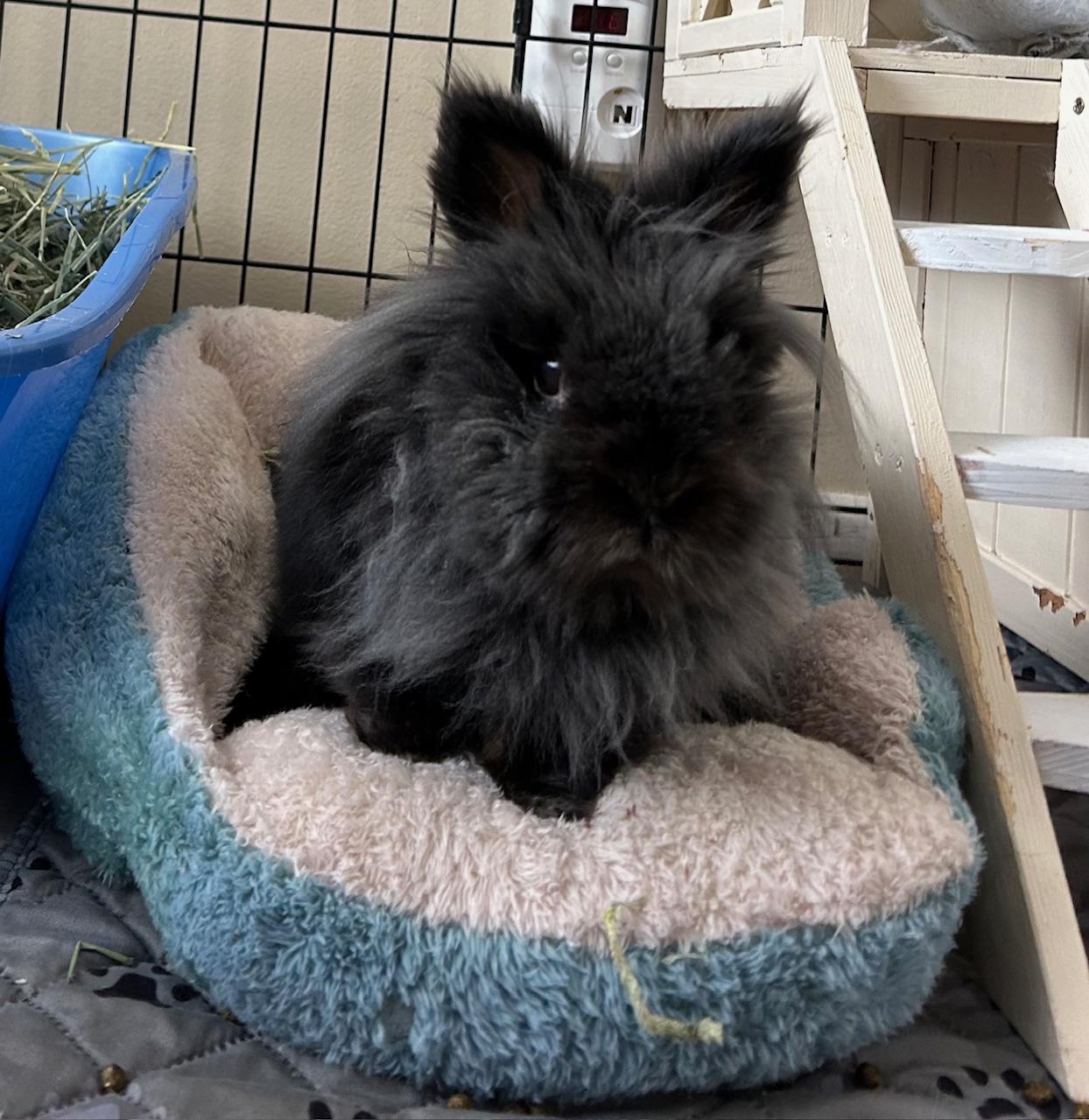 Ozzie, Adoptable, Senior Male Lionhead.