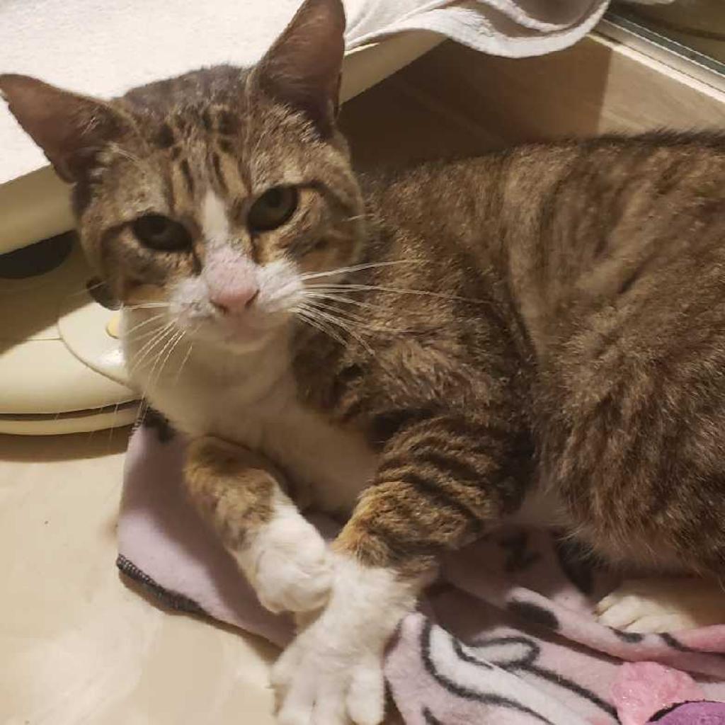 Enlarge Teddy, a Adoptable Domestic Short Hair in Los Angeles, CA image 1/2