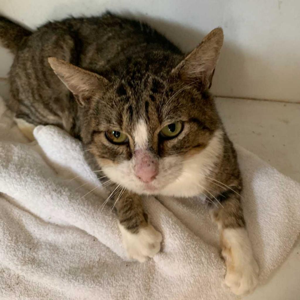 Enlarge Teddy, a Adoptable Domestic Short Hair in Los Angeles, CA image 2/2