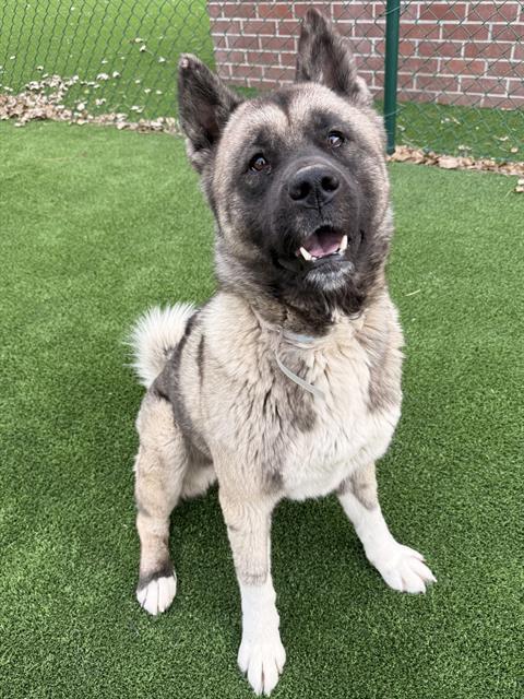 SMOOCHY, Adoptable, Adult Female Akita.