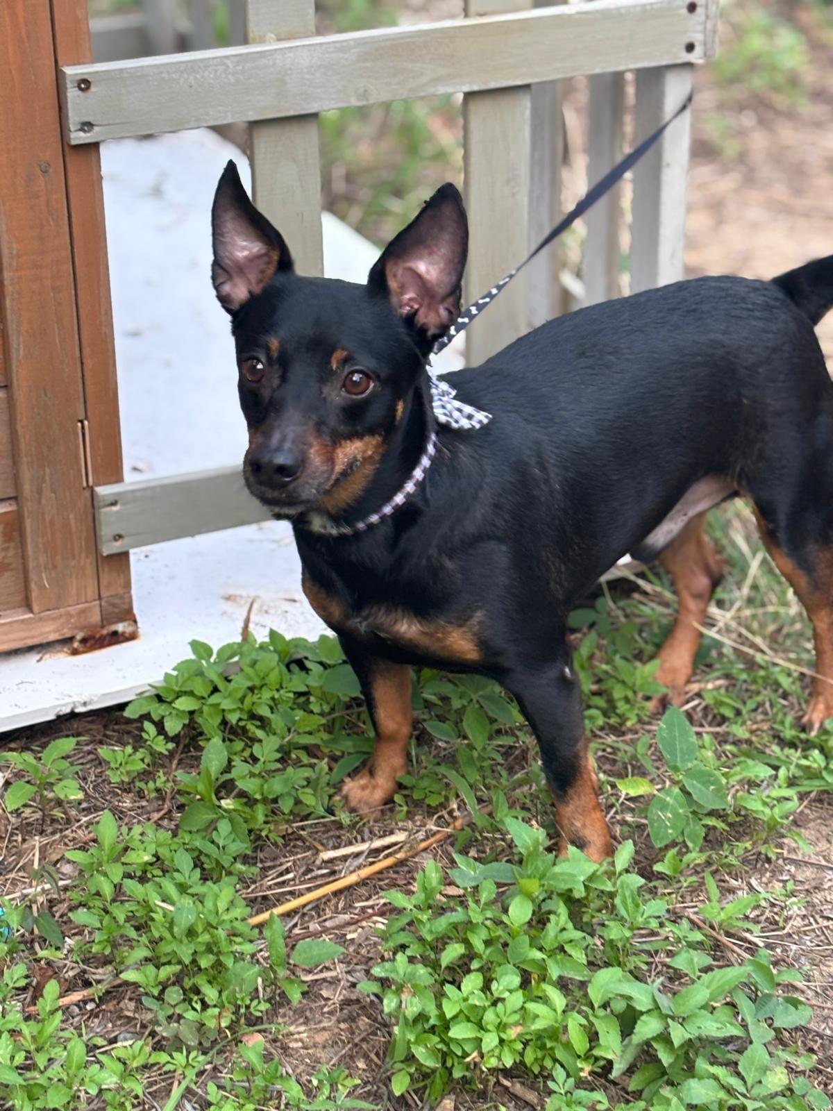 Batman, Adoptable, Adult Male Dachshund & Miniature Pinscher.