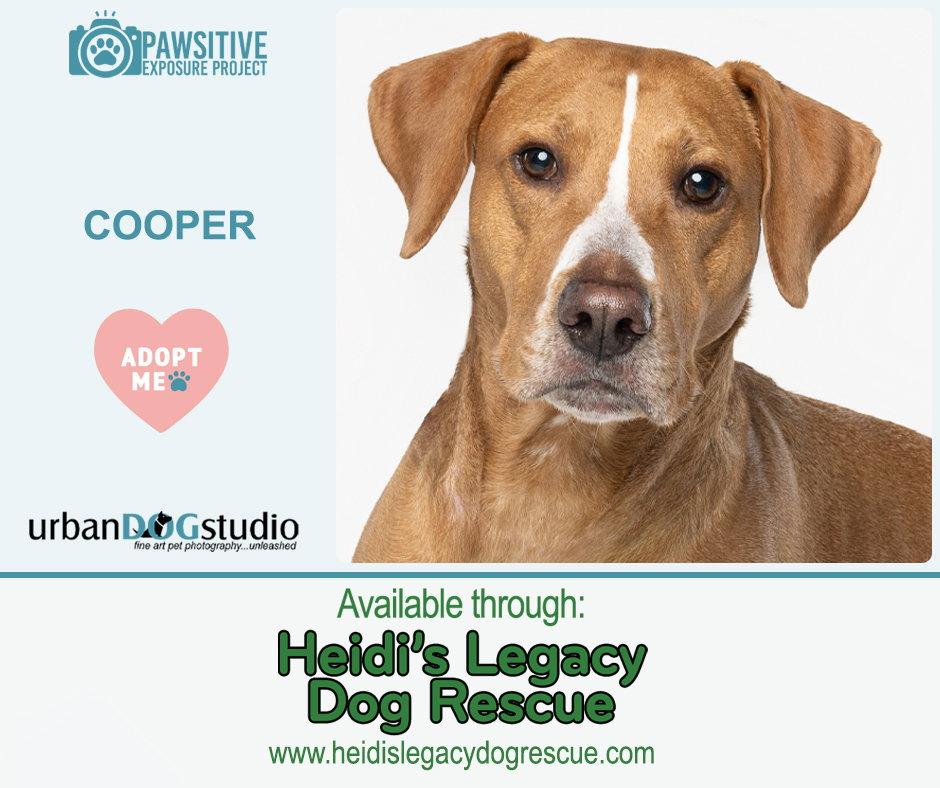 Enlarge Cooper - M, a Adoptable mixed breed in Tampa, FL image 1/3