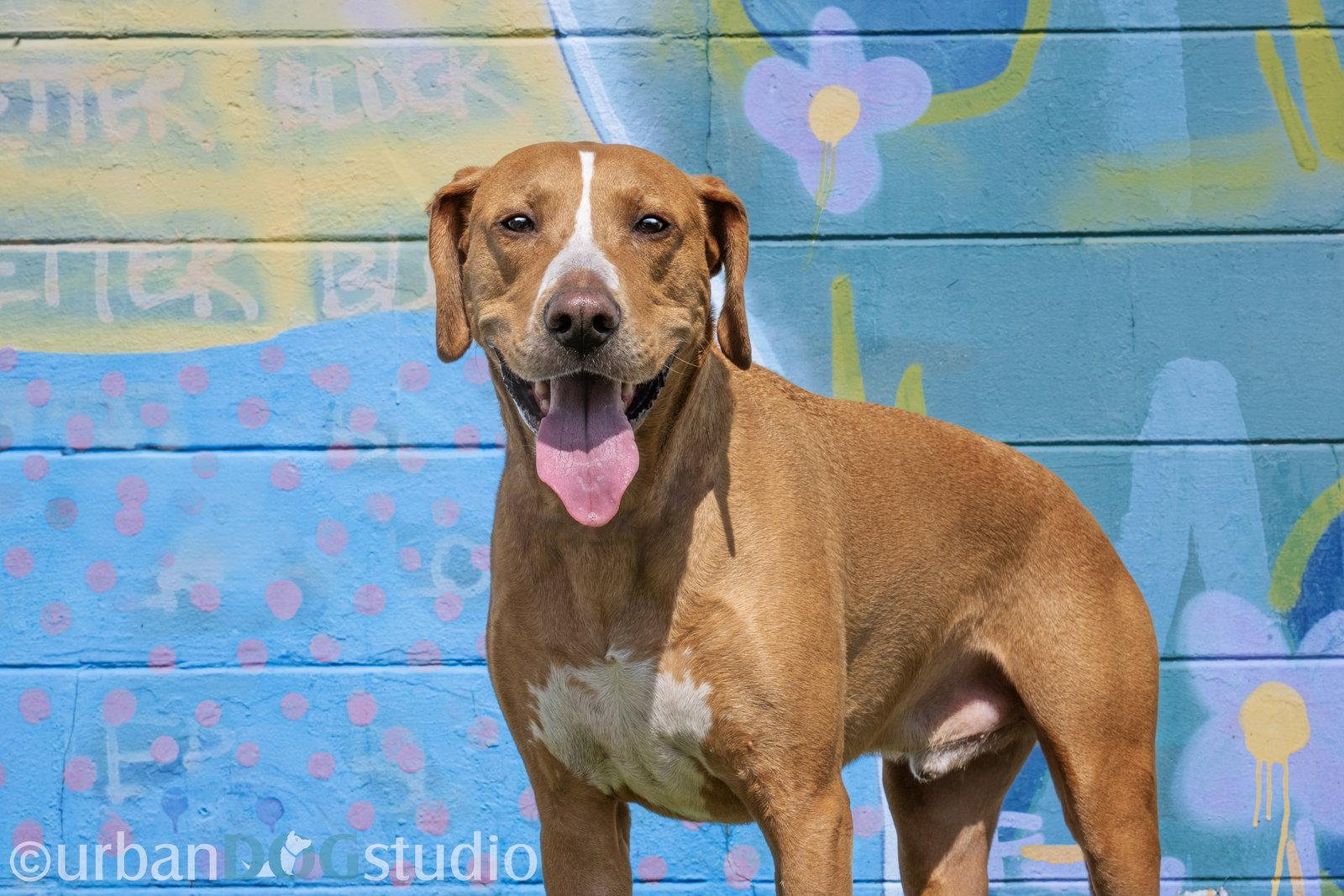 Enlarge Cooper - M, a Adoptable mixed breed in Tampa, FL image 2/3