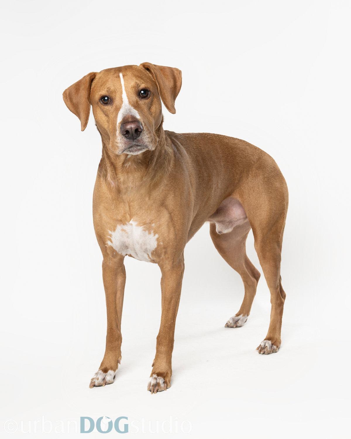 Enlarge Cooper - M, a Adoptable mixed breed in Tampa, FL image 3/3