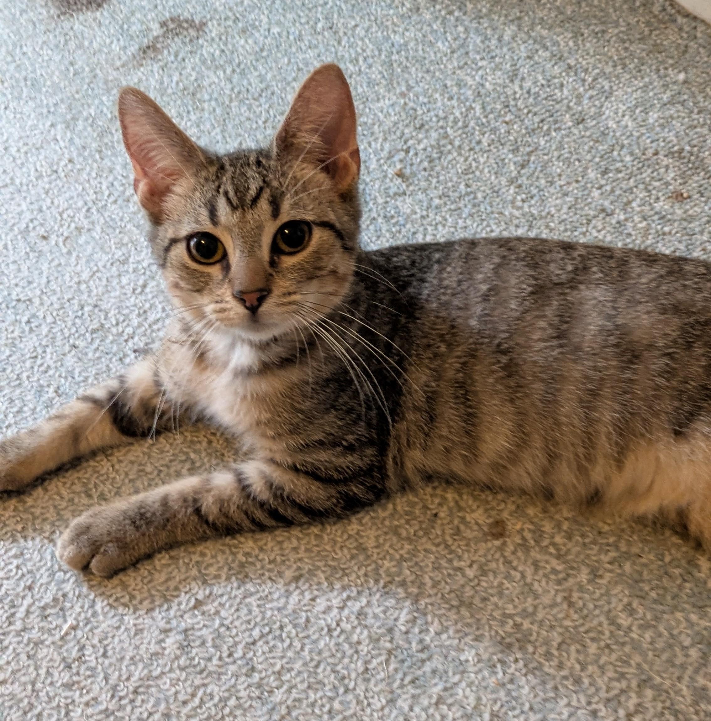 Enlarge Lenny, a Adoptable Domestic Short Hair in Wadsworth, OH image 1/2