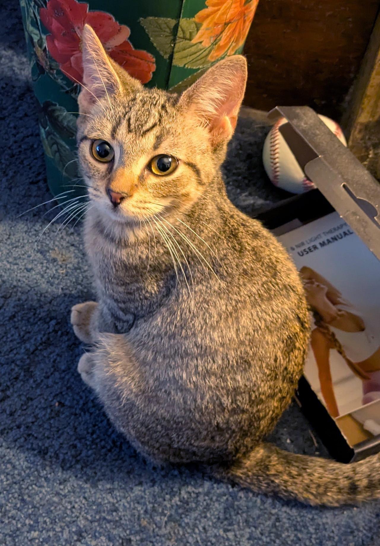Enlarge Lenny, a Adoptable Domestic Short Hair in Wadsworth, OH image 2/2