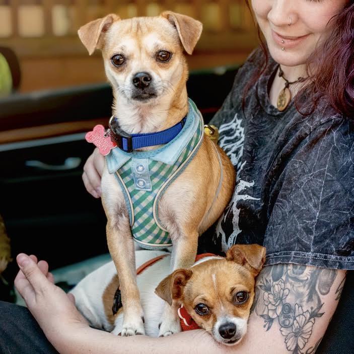 Enlarge Tia & Tito, a ADOPTABLE mixed breed in Boulder, CO image 5/6