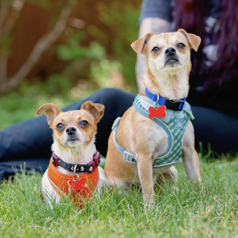 Enlarge Tia & Tito, a ADOPTABLE mixed breed in Boulder, CO image 4/6